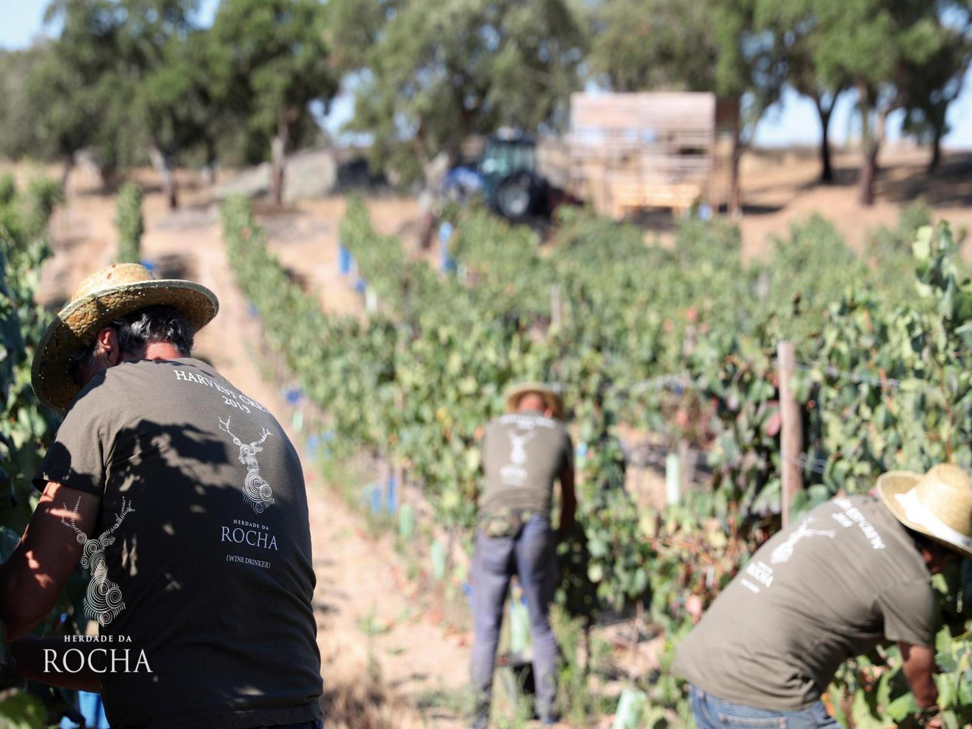 Herdade Da Rocha - Boutique Lodge Crato Bagian luar foto