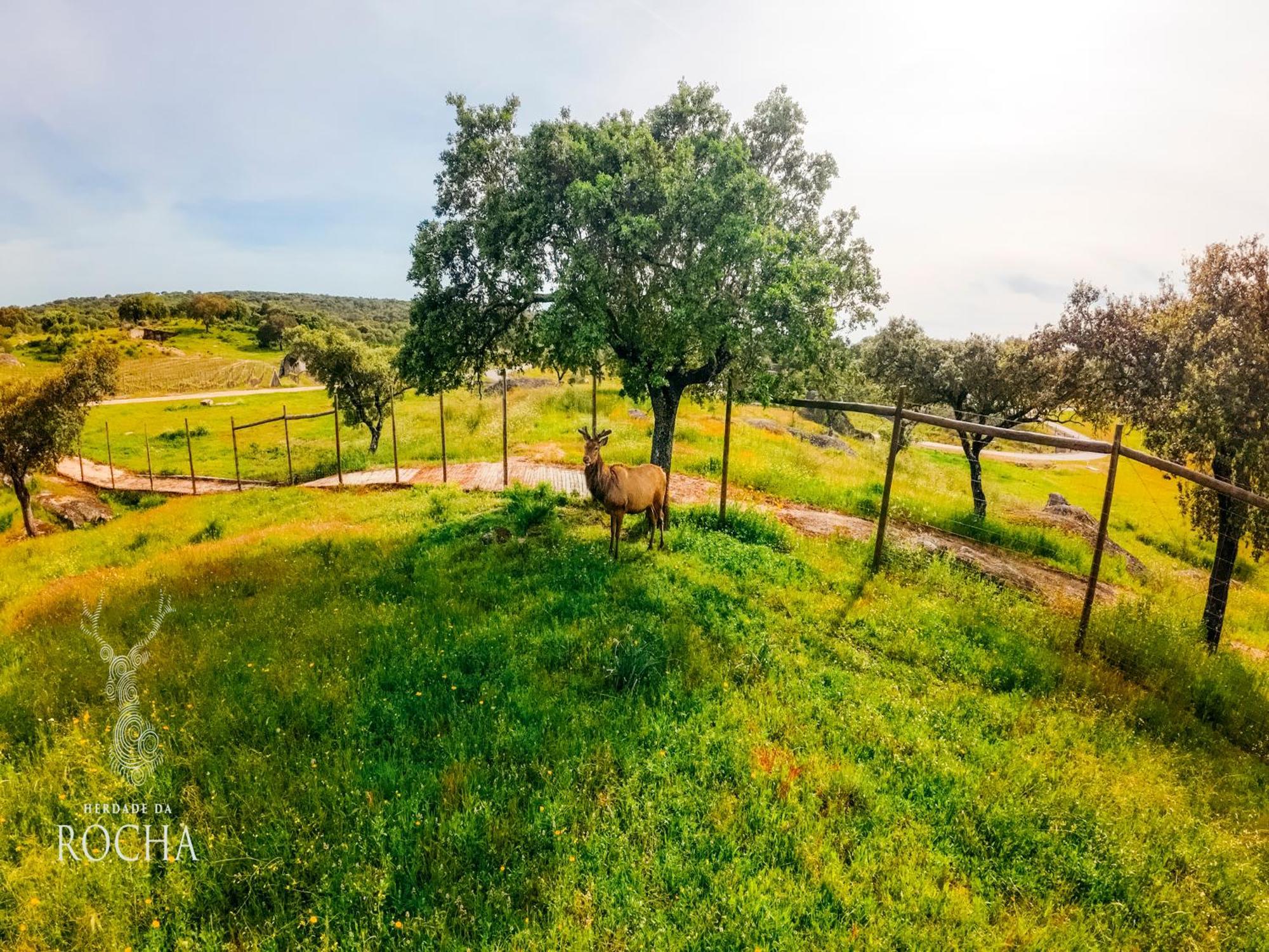 Herdade Da Rocha - Boutique Lodge Crato Bagian luar foto