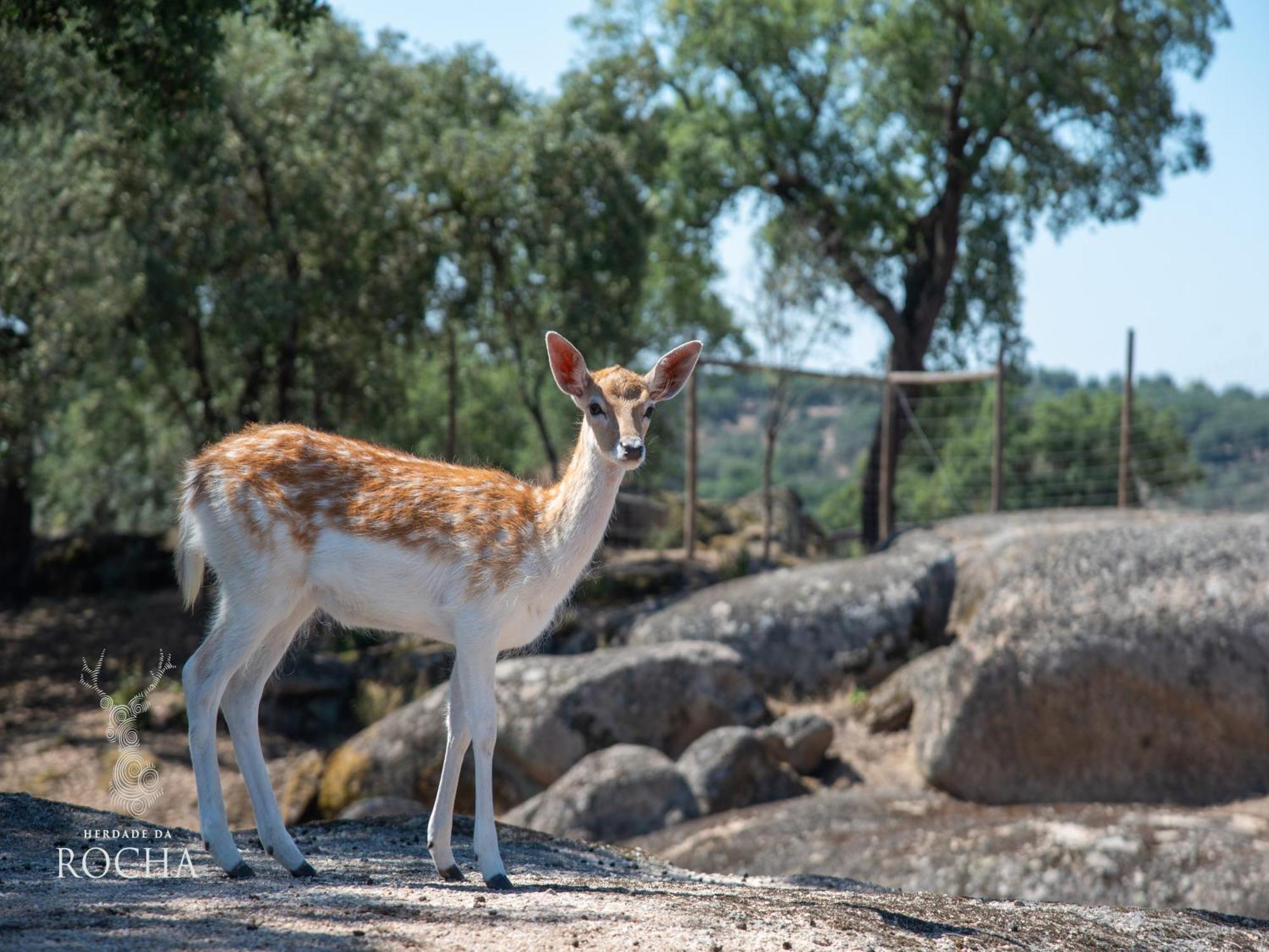 Herdade Da Rocha - Boutique Lodge Crato Bagian luar foto