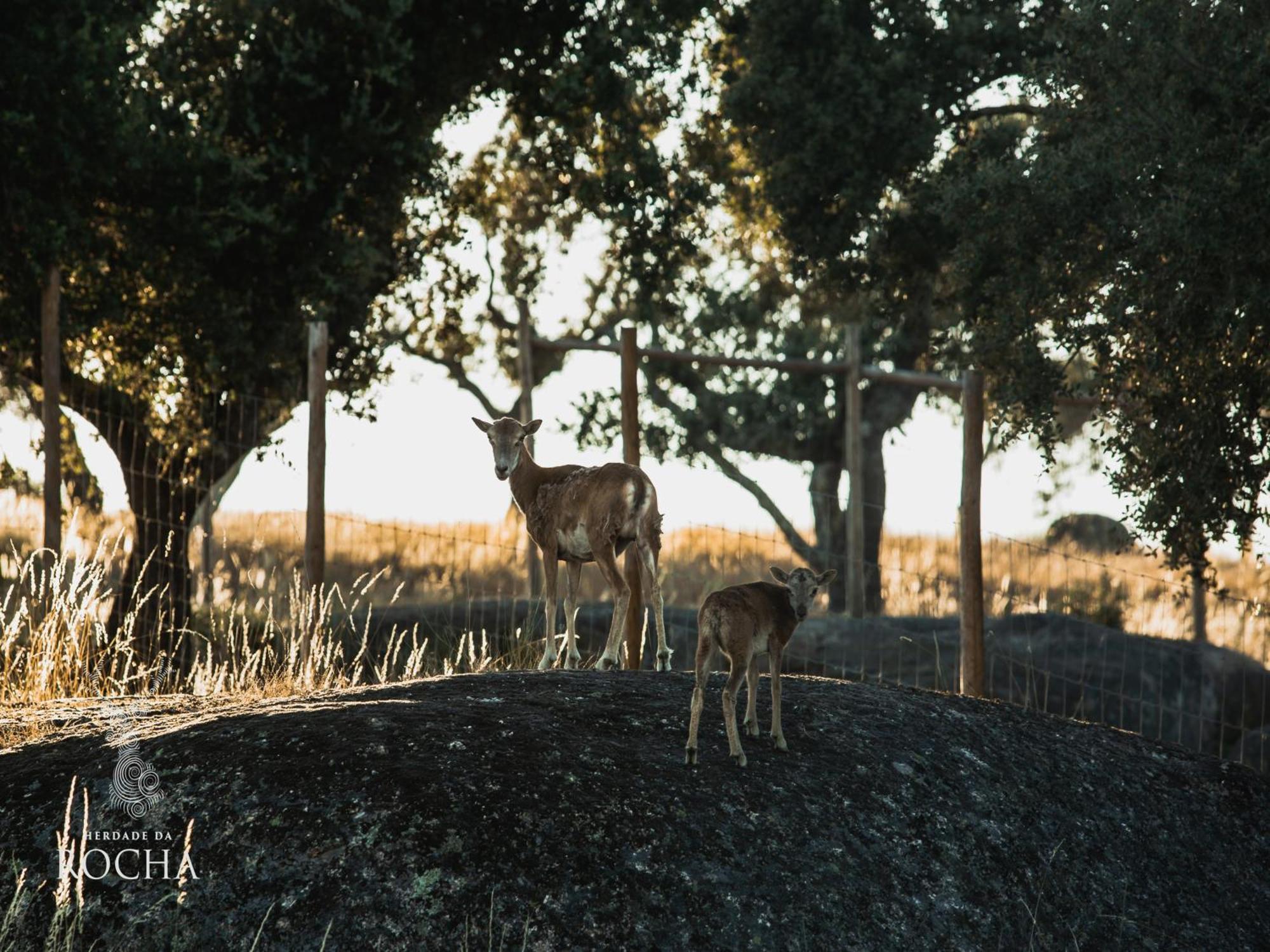 Herdade Da Rocha - Boutique Lodge Crato Bagian luar foto