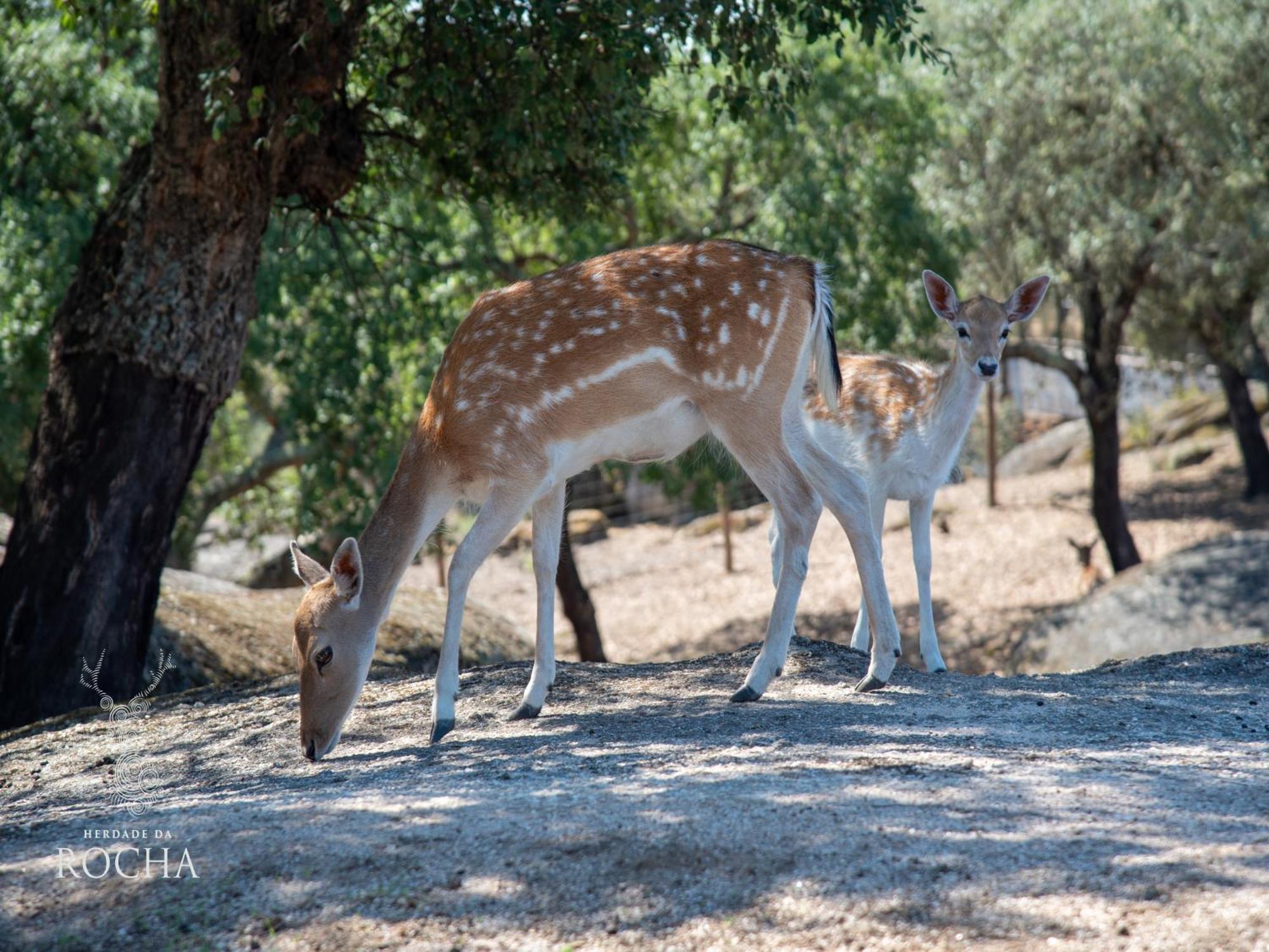 Herdade Da Rocha - Boutique Lodge Crato Bagian luar foto